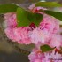 Cerisier à fleurs du Japon