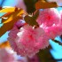 Cerisier à fleurs du Japon