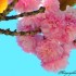 Cerisier à fleurs du Japon