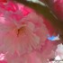 Cerisier à fleurs du Japon