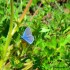 Argus bleu (Male)