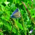 Argus bleu (Male)