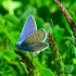 Argus bleu (Male)