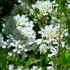 Buisson