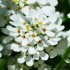 Buisson