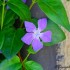 Quelques fleurs