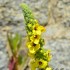 Quelques fleurs