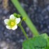 Quelques fleurs