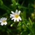 Quelques fleurs