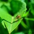 Une mouche