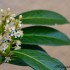 Plante de jardin