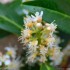 Plante de jardin