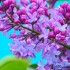 Lilas rose