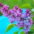Lilas rose