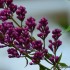 Lilas rose