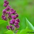 Lilas rose