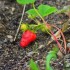 Fraisier