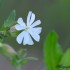 Compagnon blanc