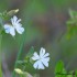 Compagnon blanc