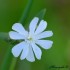 Compagnon blanc