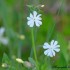 Compagnon blanc