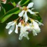 Fleurs blanches