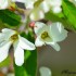 Fleurs blanches