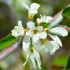 Fleurs blanches