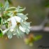 Fleurs blanches