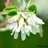 Fleurs blanches