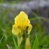 Iris Jaune
