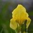 Iris Jaune