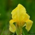 Iris Jaune