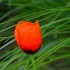 Coquelicots