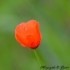 Coquelicots