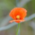 Coquelicots