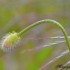 Coquelicots