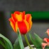 Tulipes