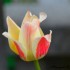 Tulipes