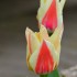 Tulipes
