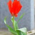 Tulipes