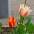 Tulipes