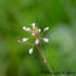 Fleurs blanches