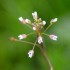 Fleurs blanches