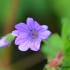 Petites fleurs