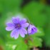 Petites fleurs