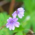 Petites fleurs