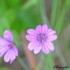 Petites fleurs