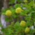 Arbre a pompon