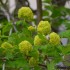 Arbre a pompon